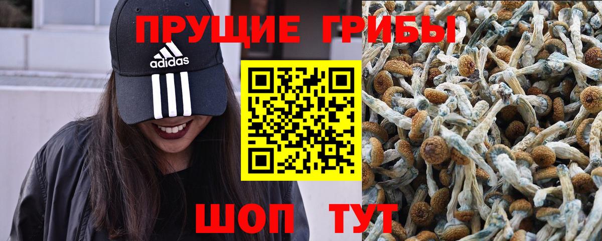 Галлюциногенные грибы Psilocybe Верхняя Салда